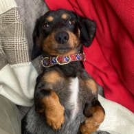 Dachshund (Standard & Miniature)