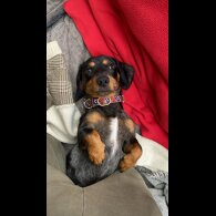 Dachshund (Standard &amp; Miniature)