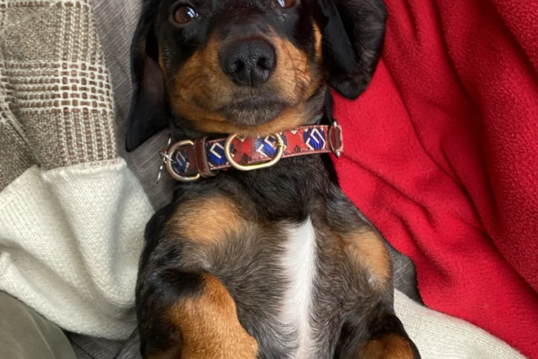 Dachshund (Smooth Haired)