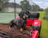 Dachshund (Smooth Haired)
