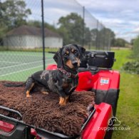 Dachshund (Standard & Miniature)