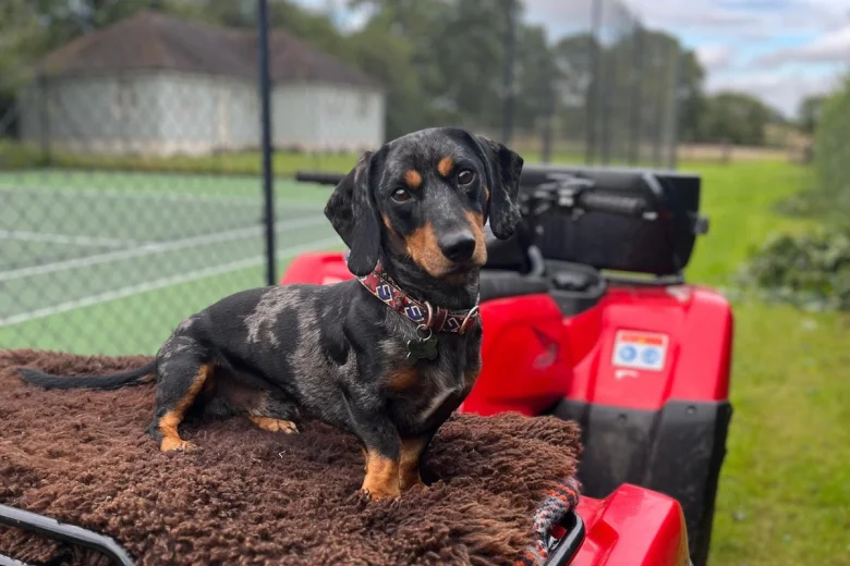 Dachshund (Smooth Haired)