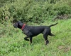 German Pointer