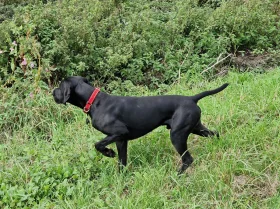 German Pointer