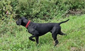 German Shorthaired Pointer