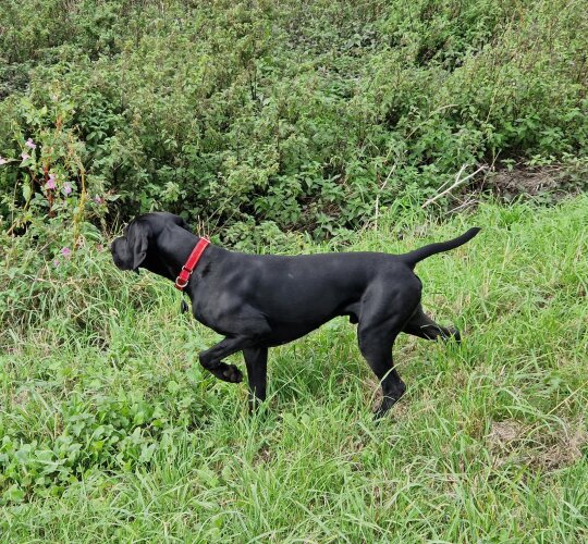 German Pointer