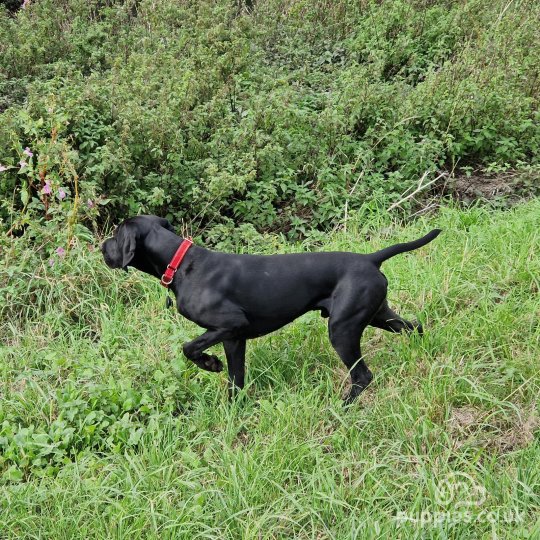 German Pointer