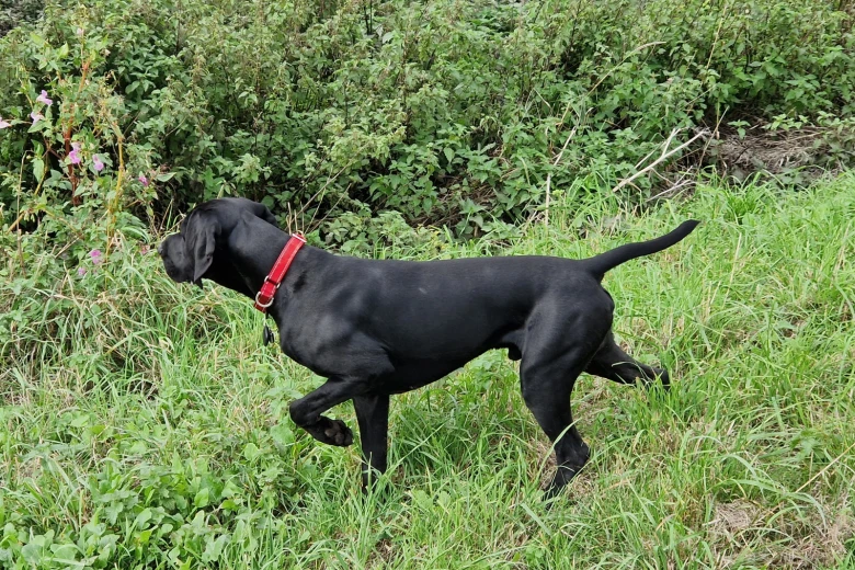 German Pointer