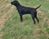 German Pointer