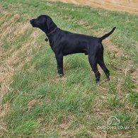 German Pointer