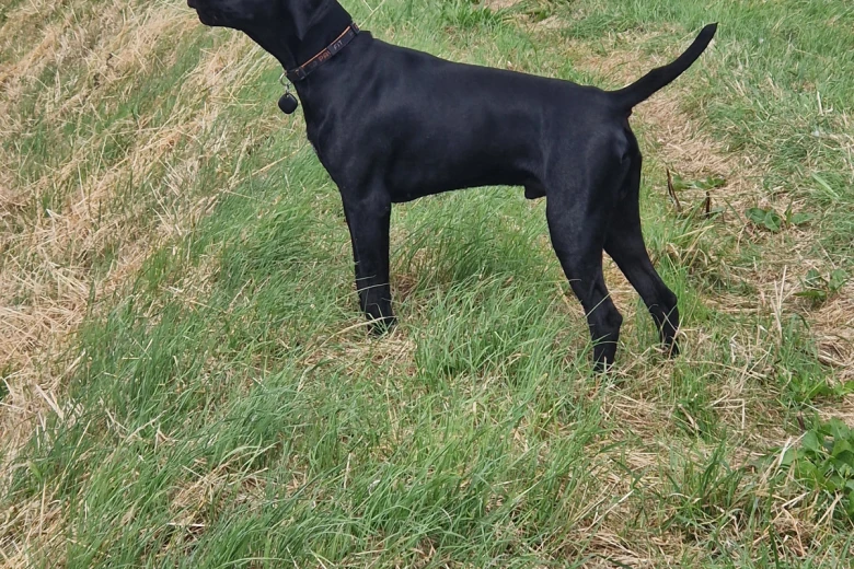 German Pointer