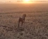German Pointer