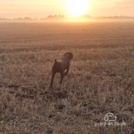 German Pointer