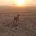 German Pointer