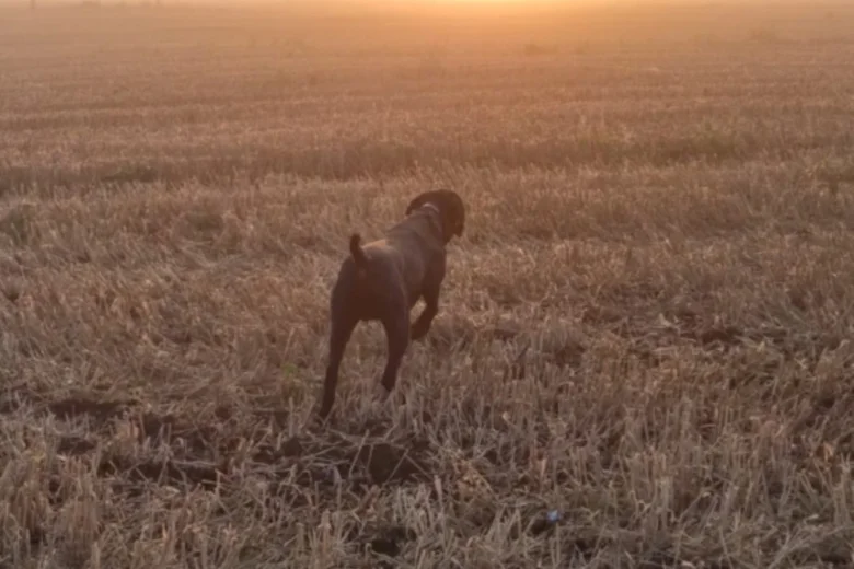 German Pointer
