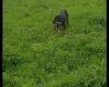 German Pointer