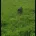 German Pointer