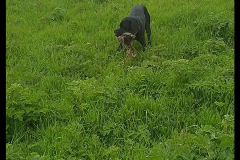 German Pointer