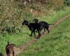 German Pointer