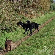 German Pointer