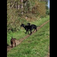 German Pointer