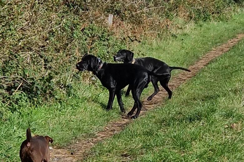German Pointer