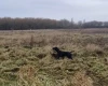 German Pointer