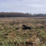 German Pointer