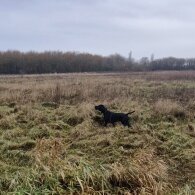 German Pointer