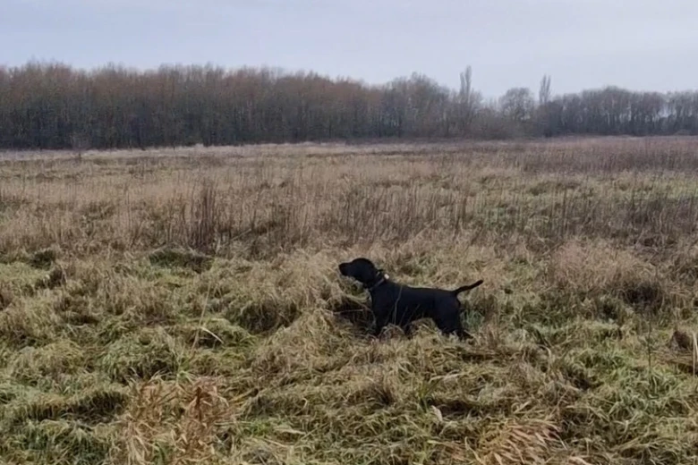 German Pointer