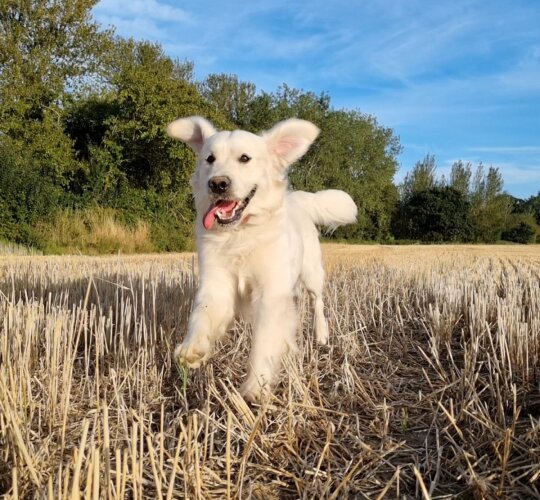 Golden Retriever