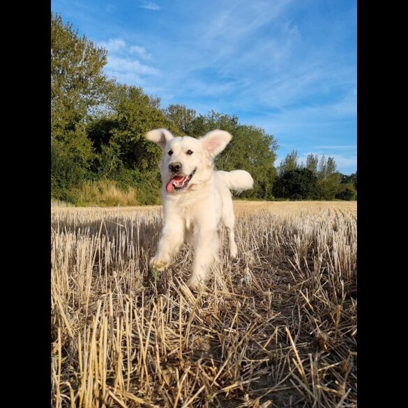 Golden Retriever