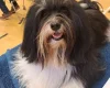 Havanese