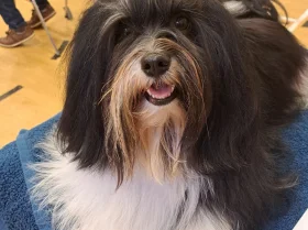 Havanese