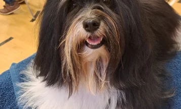 Havanese