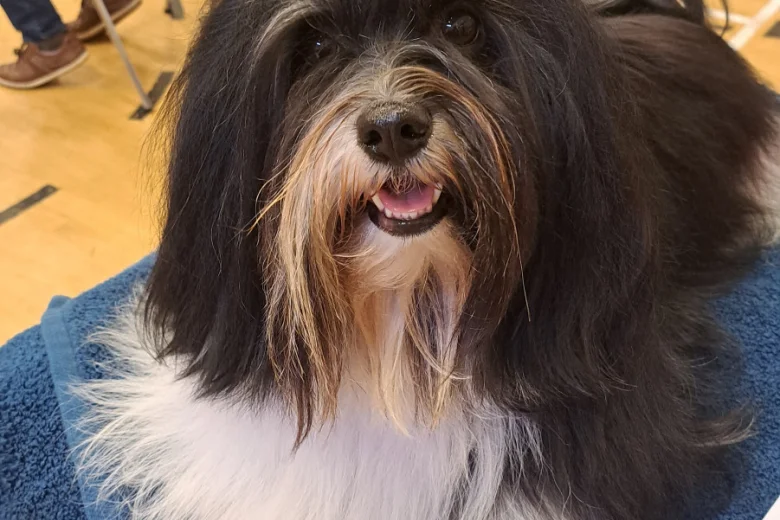 Havanese