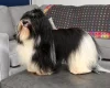 Havanese