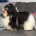 Havanese