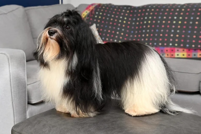 Havanese
