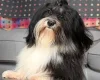 Havanese