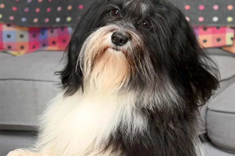 Havanese