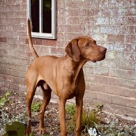 Hungarian Vizsla