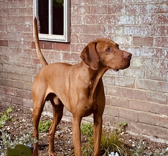 Hungarian Vizsla