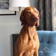 Hungarian Vizsla