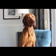 Hungarian Vizsla