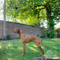 Hungarian Vizsla