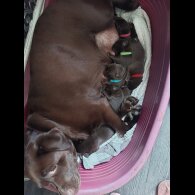 Labrador Retriever - Both