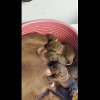 Labrador Retriever - Both