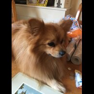 Pomeranian