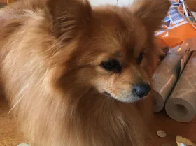 Pomeranian